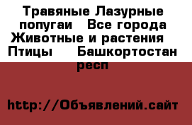 Травяные Лазурные попугаи - Все города Животные и растения » Птицы   . Башкортостан респ.